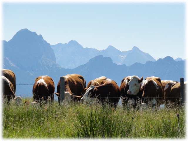 Ferienwohnungen Anderlbauer